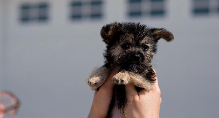 Làm thế nào để bạn tìm thấy một con chó con cứu hộ hỗn hợp Maltese-Yorkie để làm con nuôi?