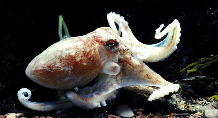 Một nhóm bạch tuộc được gọi là gì?