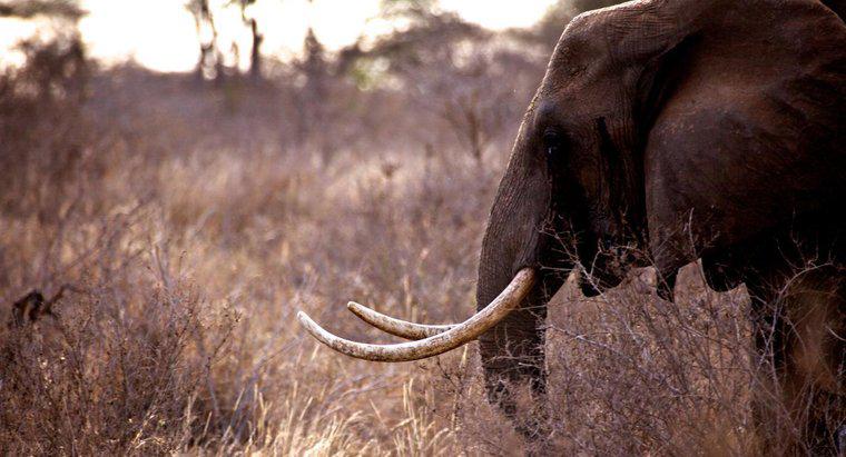 Động vật nào đang bị săn trộm ở Châu Phi?