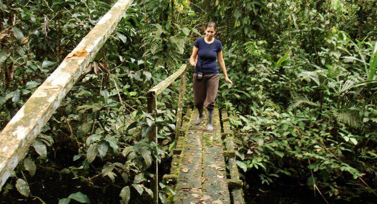 Khí hậu ở Rừng nhiệt đới Amazon như thế nào?