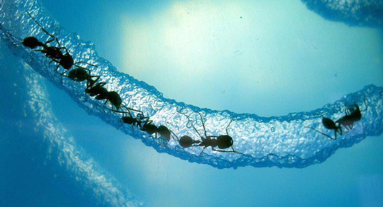 Một con kiến ​​có thể sống sót dưới nước trong bao lâu?