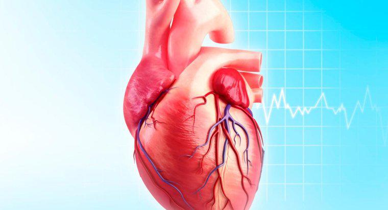 Chức năng của động mạch Circumflex là gì?