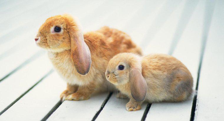 Thỏ Mini Lop lớn đến mức nào?