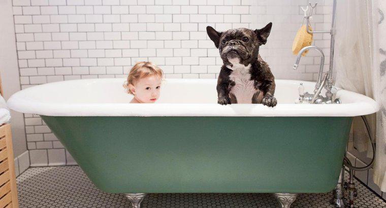Tại sao chó có mùi ngay cả sau khi tắm?