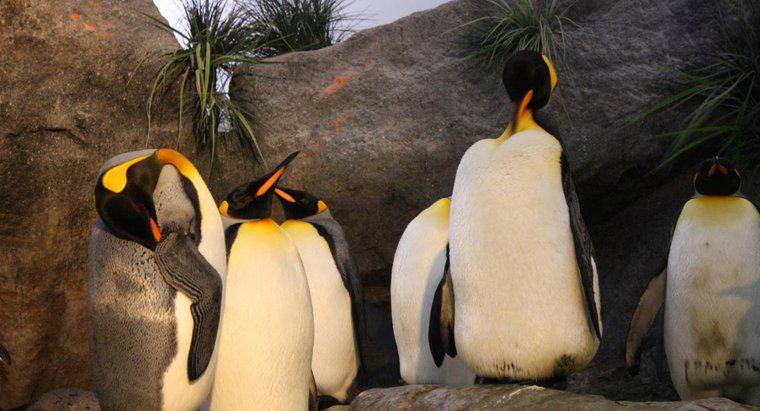 Môi trường sống của Chim cánh cụt vua là gì?