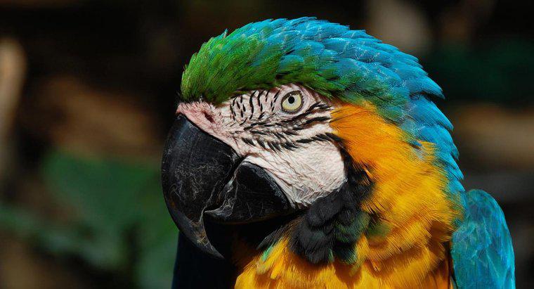 Động vật ăn thịt của Macaw là gì?