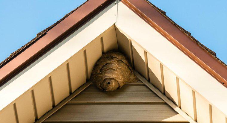 Làm thế nào để bạn thoát khỏi ong bắp cày trong tường của bạn?