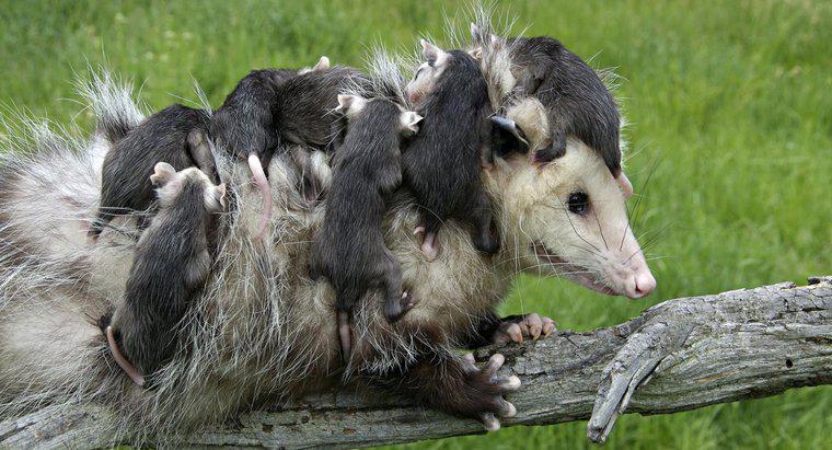 Cần Chăm sóc gì cho Opossum Sơ sinh?