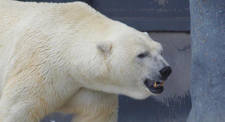 Ăn gì một con gấu Bắc Cực?