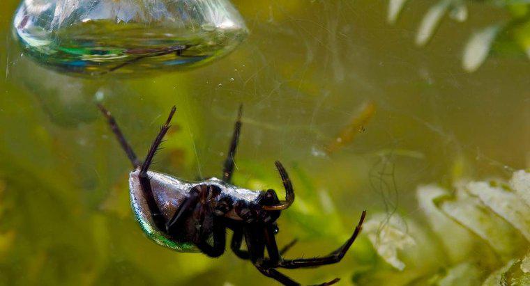 Một số sự thật thú vị về nhện nước là gì?