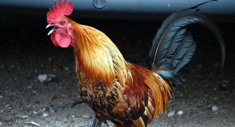 Sự khác biệt giữa một con gà mái và một con gà trống là gì?