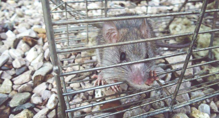 Làm cách nào để thoát khỏi chuột và chuột mà không cần thuốc độc?