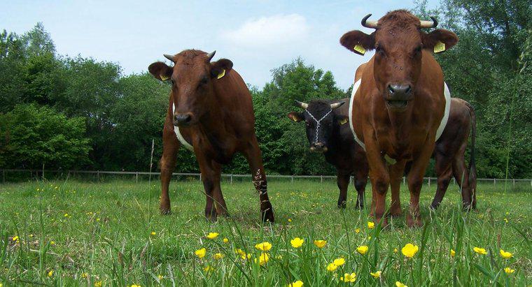 Làm thế nào để bạn nuôi bò đực và bò cái?