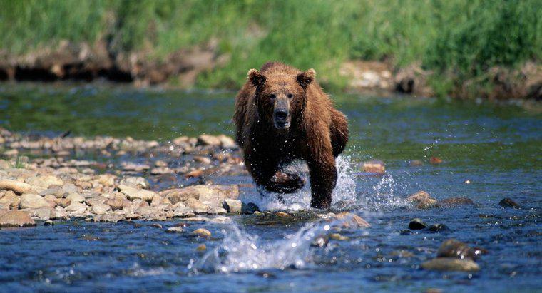 Gấu có thể chạy nhanh đến mức nào?