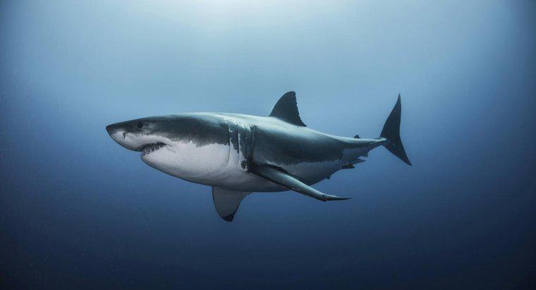 Môi trường sống của Cá mập trắng Lớn là gì?