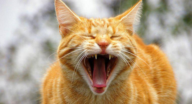 Một con mèo có thể tạo ra bao nhiêu âm thanh?