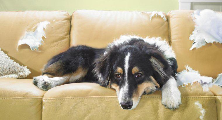 Một số biện pháp khắc phục để giữ chó không có đồ đạc là gì?