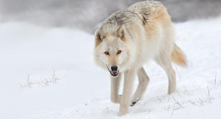 Tại sao loài sói lại nguy cấp trong tự nhiên?