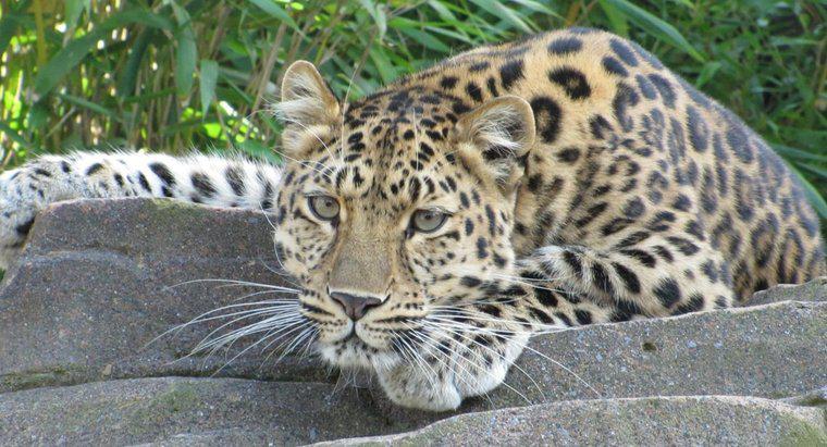 Leopards ăn gì?