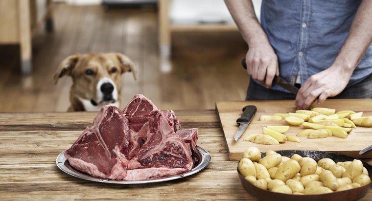 Chó có thể ăn xương bít tết không?