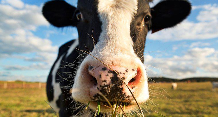 Một số ví dụ về sự thích nghi của bò là gì?