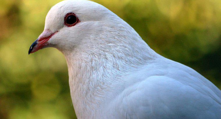 Chim bồ câu trắng tượng trưng cho điều gì?
