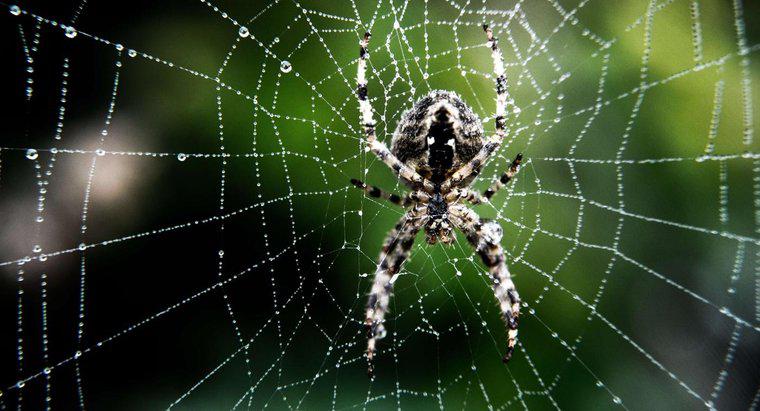 Làm thế nào để bạn xác định một con nhện?