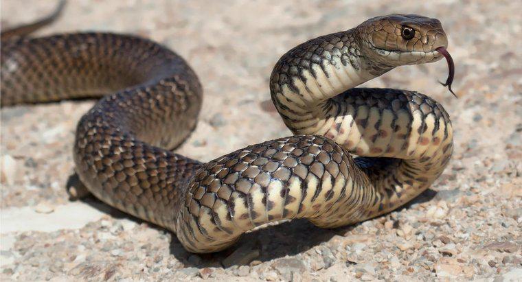 Có bao nhiêu loại rắn độc sống ở Úc?