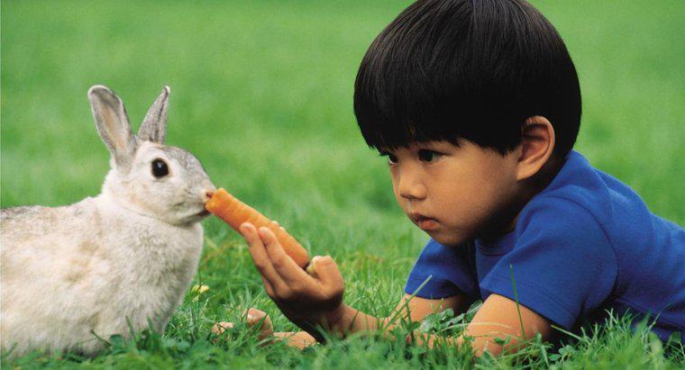 Thỏ ăn gì?