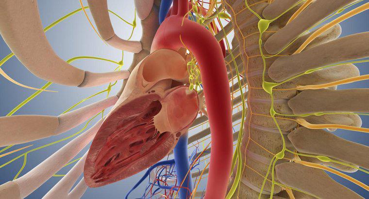 Tĩnh mạch lớn nhất trong cơ thể con người là gì?