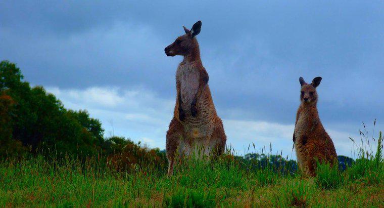 Kangaroos sống ở đâu ở Úc?