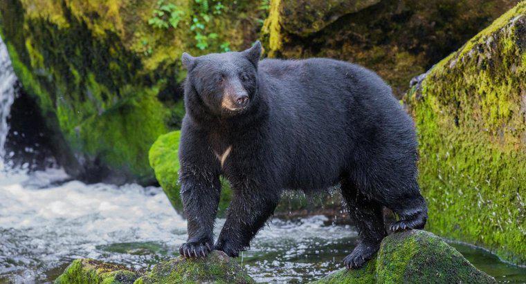 Con mồi và kẻ săn mồi của Gấu đen là gì?