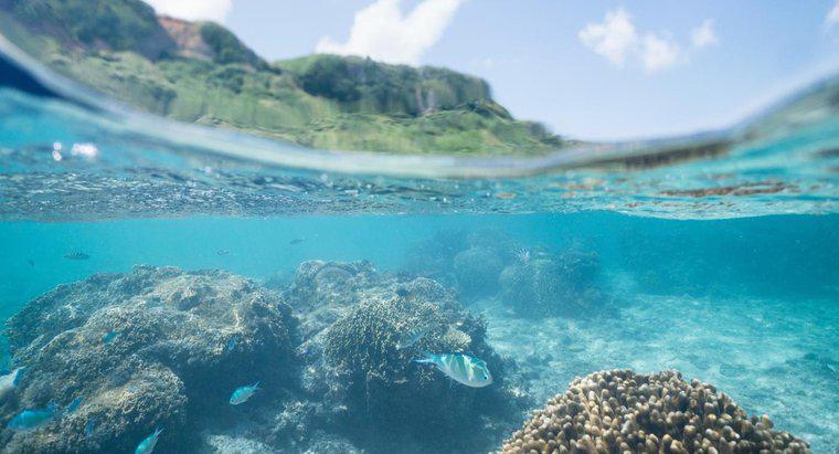 Một số thông tin về hệ sinh thái đại dương là gì?