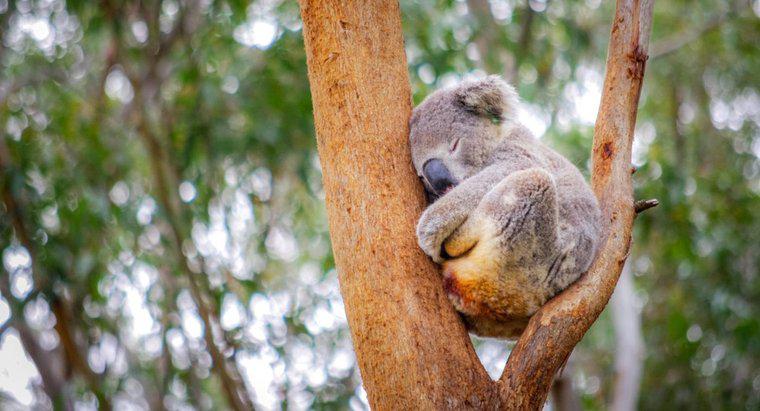 Koalas ngủ ở đâu?