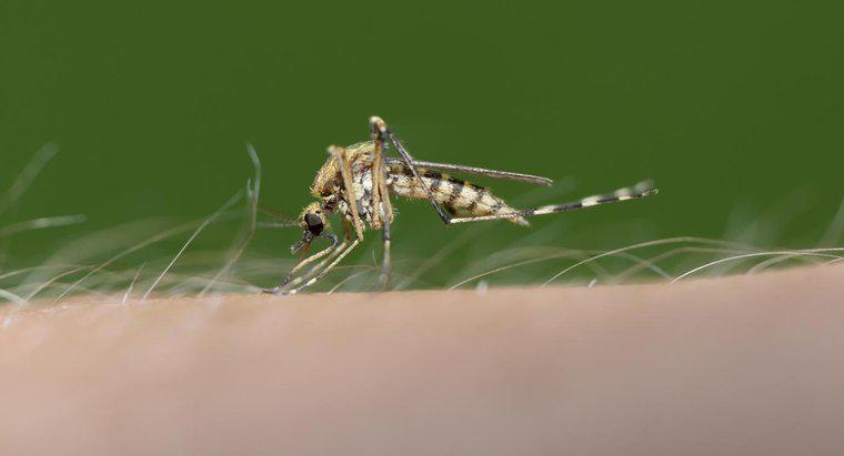 Muỗi có thực sự thích cắn người khác không?