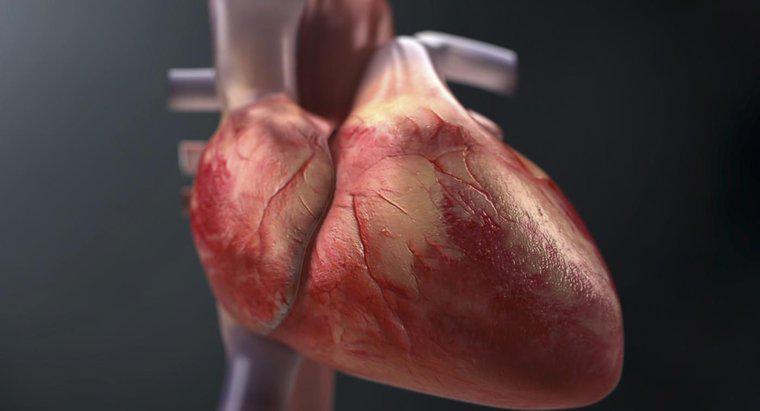 Làm thế nào để bạn theo dõi dòng chảy của máu qua tim?