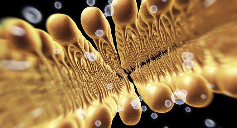 Khoa học và Sinh học: Chức năng của màng tế bào