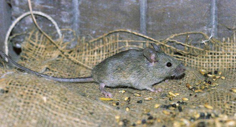 Làm thế nào để bạn tìm thấy một con chuột chết trong một bức tường?