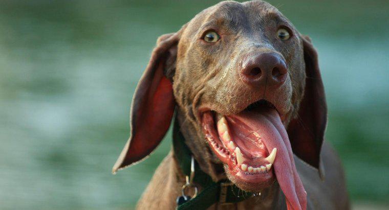 Tại sao một con chó lại treo lưỡi?