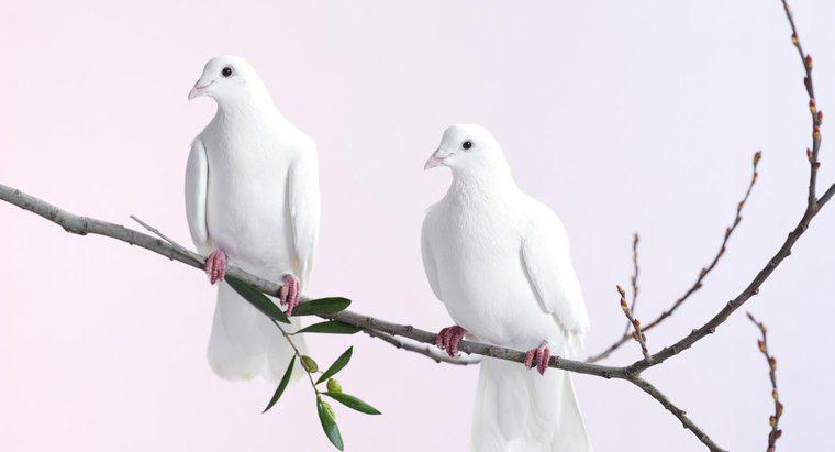 Chim bồ câu tượng trưng cho điều gì?