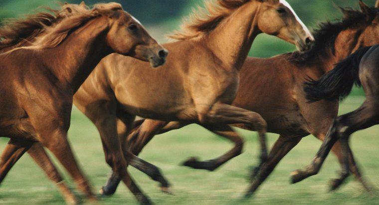 Ngựa có thể chạy nhanh như thế nào?