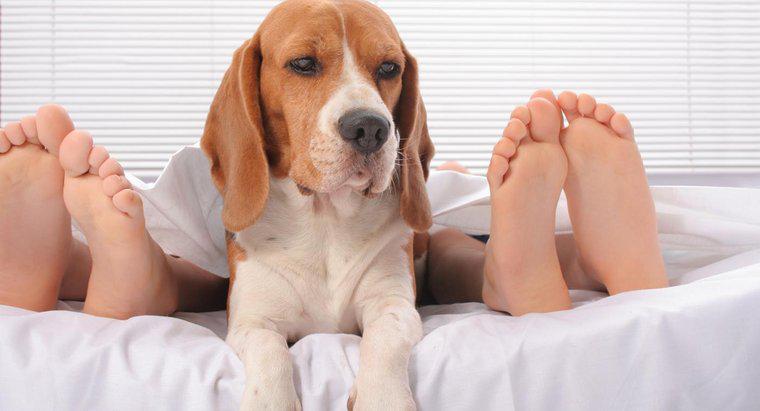 Chó có bao nhiêu ngón chân?