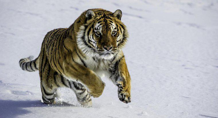 Một số thông tin về hổ Siberia là gì?