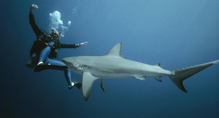 Làm thế nào để bạn chiến đấu với một con cá mập?