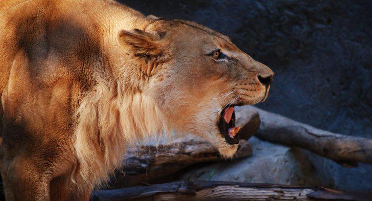 Sự thích nghi của Sư tử là gì?