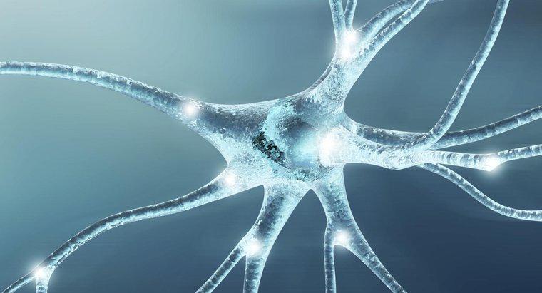 Chức năng của Tế bào thần kinh là gì?
