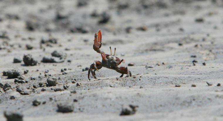 Làm thế nào để Crabs Mate?