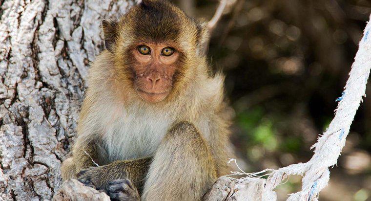 Mô tả vật lý của một con khỉ là gì?