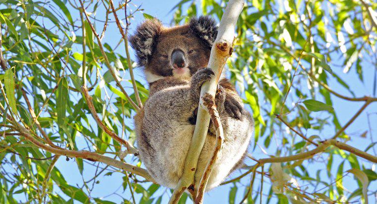 Koalas tự bảo vệ mình như thế nào?