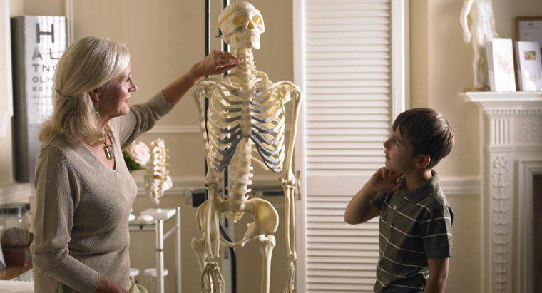 Bốn loại xương trong cơ thể con người là gì?